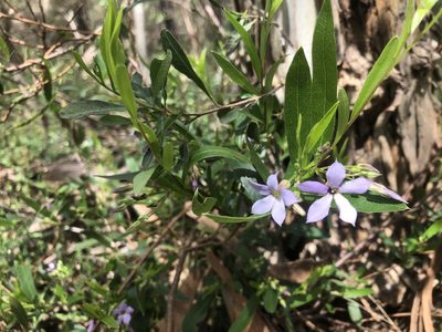 Billardiera cymosa, photographed by Connor Margetts