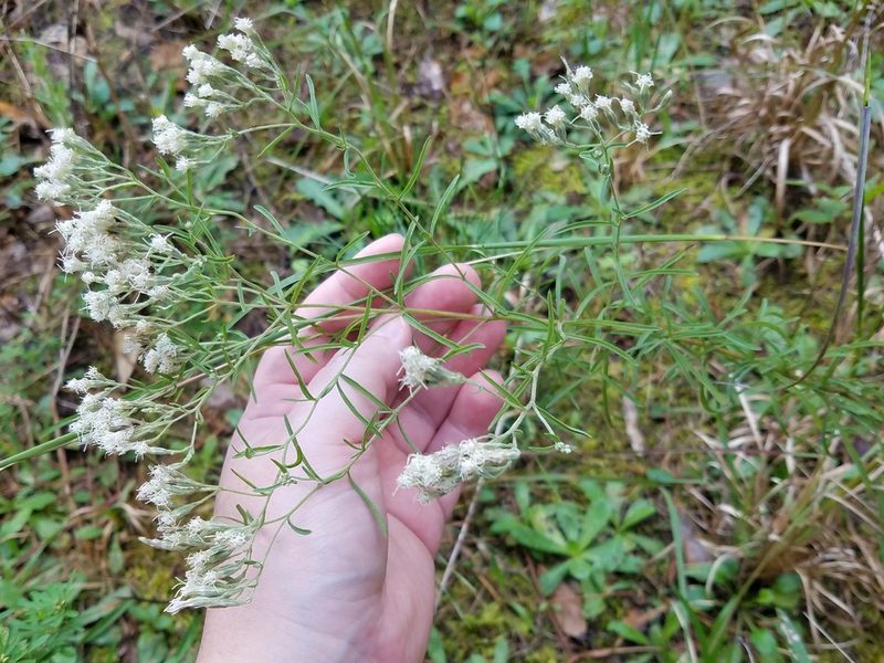 Eupatorium hyssopifolium, photographed by Leila Dasher