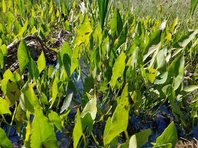 Sagittaria latifolia, photographed by Leila Dasher