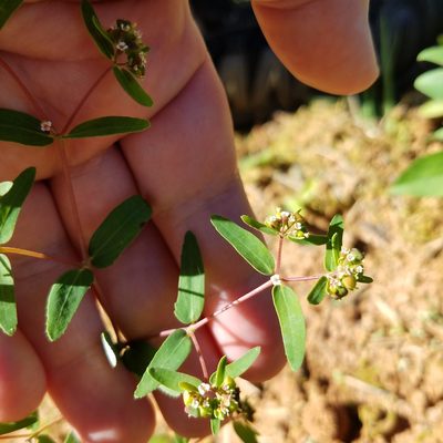 Euphorbia nutans, photographed by Leila Dasher