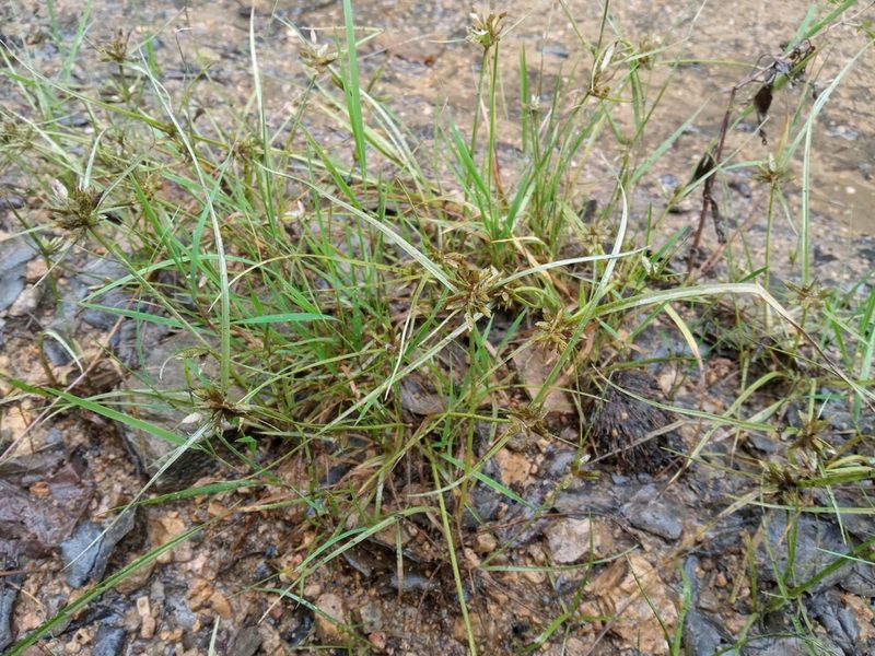 Cyperus flavescens, photographed by Josep Gesti