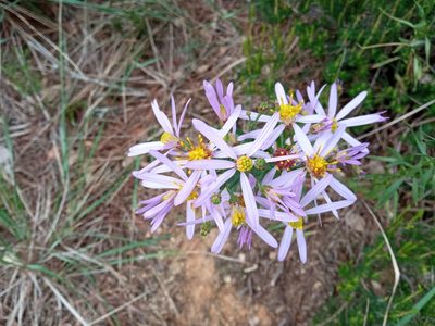 Galatella sedifolia, photographed by Josep Gesti