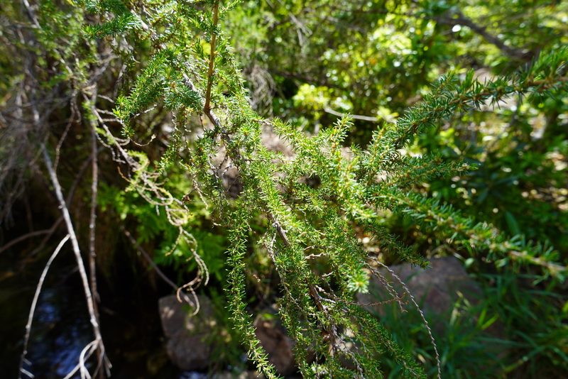 Cliffortia linearifolia, photographed by Matthew Fainman