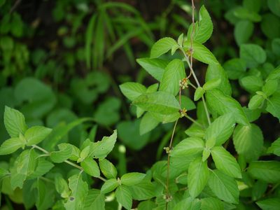 Hemidesmus indicus, photographed by Dinesh Valke