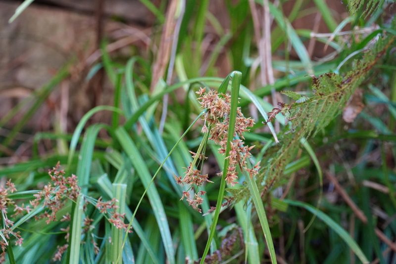Cyperus leptocladus, photographed by Matthew Fainman