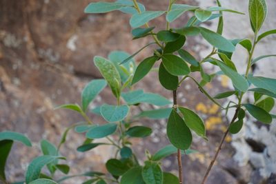 Diospyros lycioides, photographed by Matthew Fainman