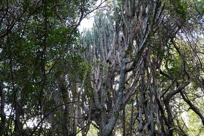 Euphorbia ingens, photographed by Matthew Fainman