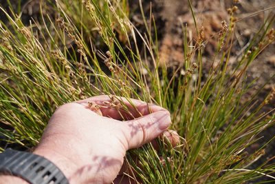 Coleochloa setifera, photographed by Matthew Fainman