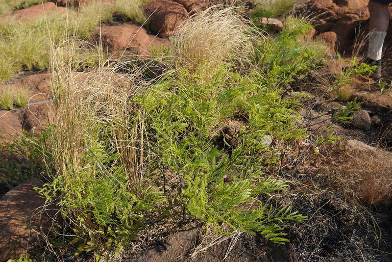 Entada burkei, photographed by Matthew Fainman