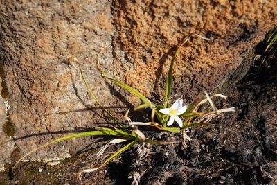 Xerophyta adendorffii, photographed by Matthew Fainman