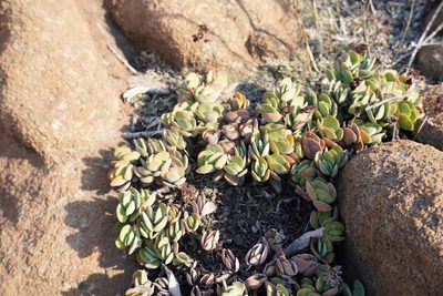 Crassula globularioides, photographed by Matthew Fainman