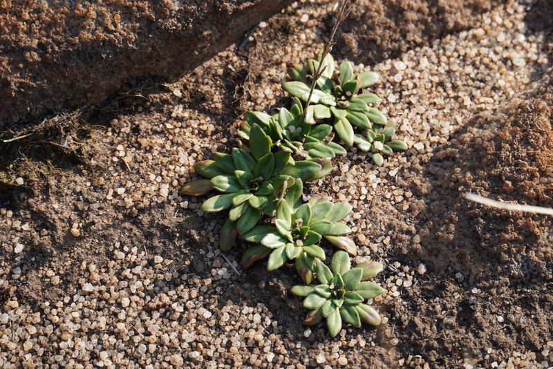 Craterostigma wilmsii, photographed by Matthew Fainman