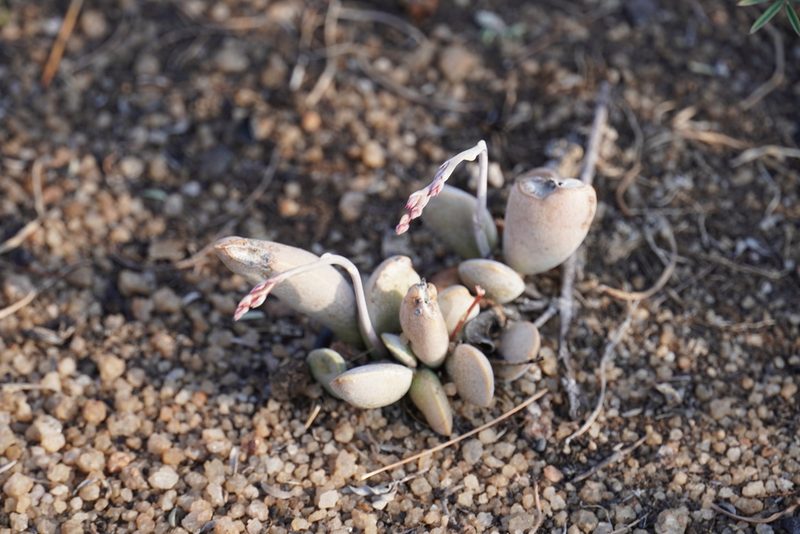 Adromischus umbraticola, photographed by Matthew Fainman