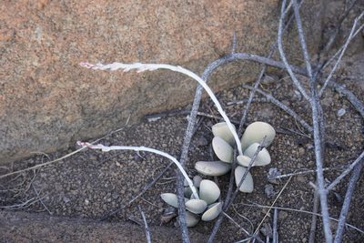 Adromischus umbraticola, photographed by Matthew Fainman