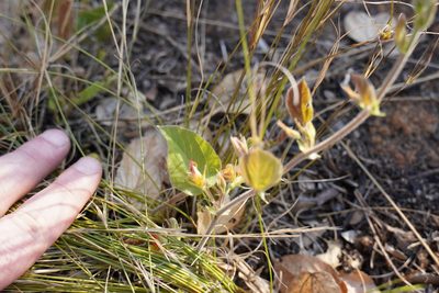 Rhynchosia monophylla, photographed by Matthew Fainman