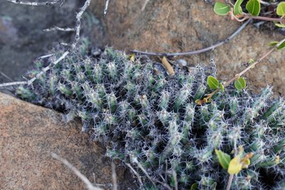Euphorbia schinzii, photographed by Matthew Fainman