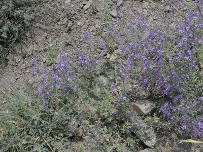 Teucrium orientale, photographed by Oleg Kosterin