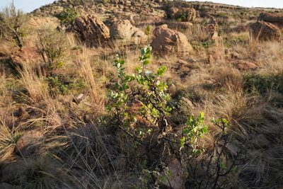 Lopholaena coriifolia, photographed by Matthew Fainman