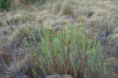 Phymaspermum athanasioides, photographed by Matthew Fainman