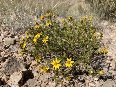 Thymophylla acerosa, photographed by Cecelia Alexander