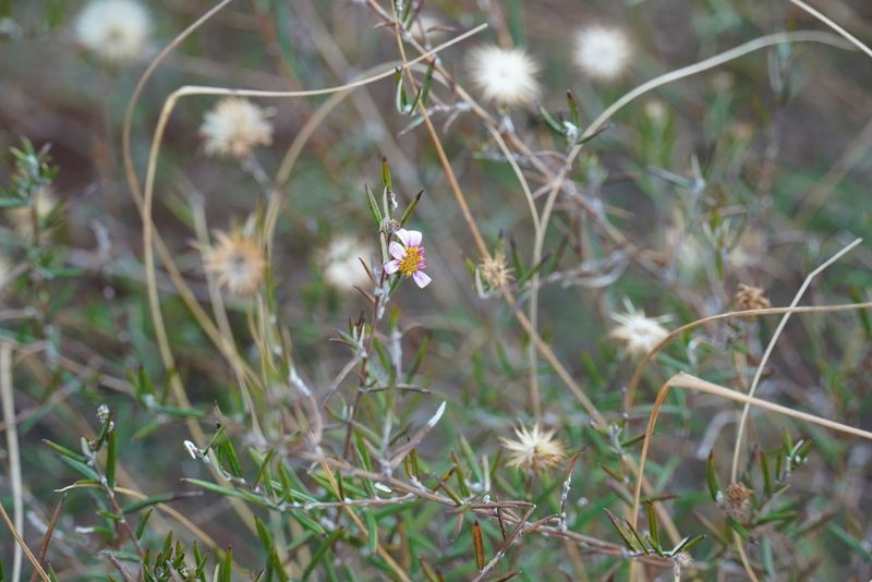 Athrixia elata, photographed by Matthew Fainman