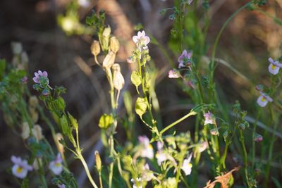 Nemesia fruticans, photographed by Matthew Fainman
