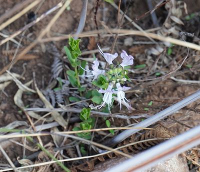 Ocimum obovatum, photographed by Matthew Fainman