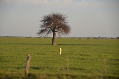 Neltuma caldenia, photographed by Lauu