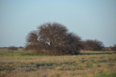 Neltuma caldenia, photographed by Lauu