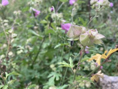 Malva alcea, photographed by Caleb Catto