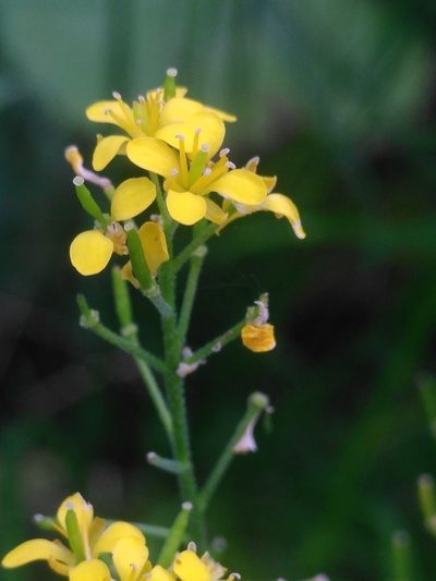 Descurainia tanacetifolia, photographed by Yves Bas