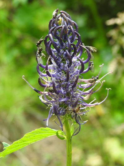 Phyteuma ovatum, photographed by Yves Bas