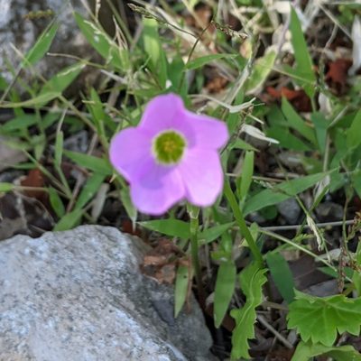 Oxalis drummondii, photographed by Kevin Parker