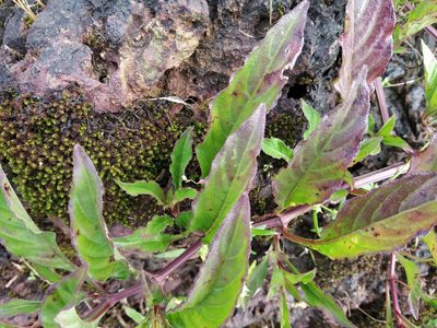 Lepidagathis rigida, photographed by S.MORE