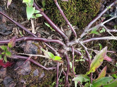 Lepidagathis rigida, photographed by S.MORE