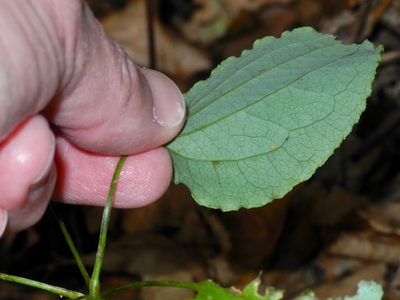 Smilax biltmoreana, photographed by Michael J. Papay