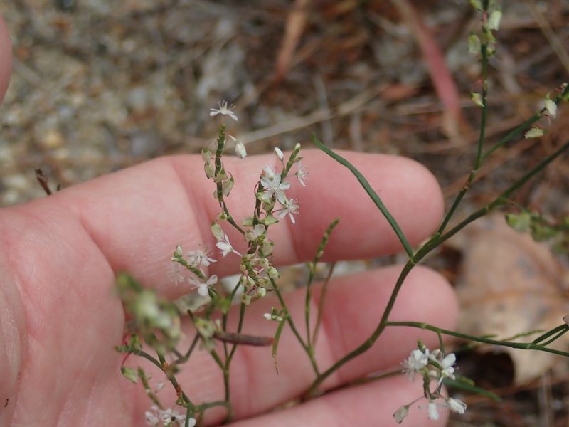 Polygonella articulata, photographed by Lynn Harper
