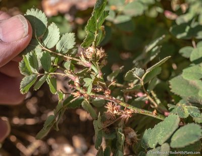 Rosa bridgesii, photographed by Tim Messick