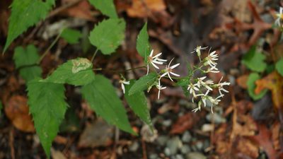 Eurybia divaricata, photographed by Nathan T. Jones