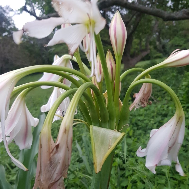 Crinum macowanii, photographed by Margaret Burger