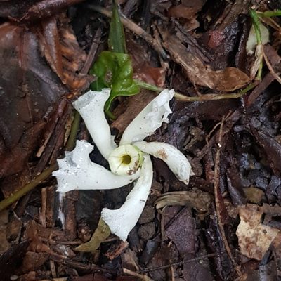 Tabernaemontana ventricosa, photographed by Margaret Burger
