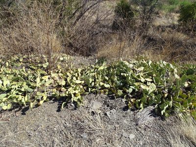Opuntia cespitosa, photographed by Shaun Swanepoel