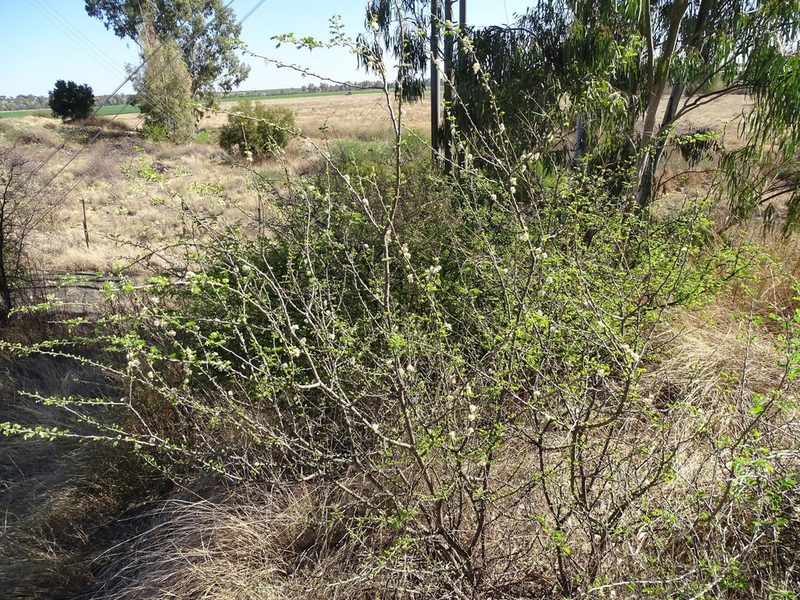 Senegalia mellifera, photographed by Shaun Swanepoel