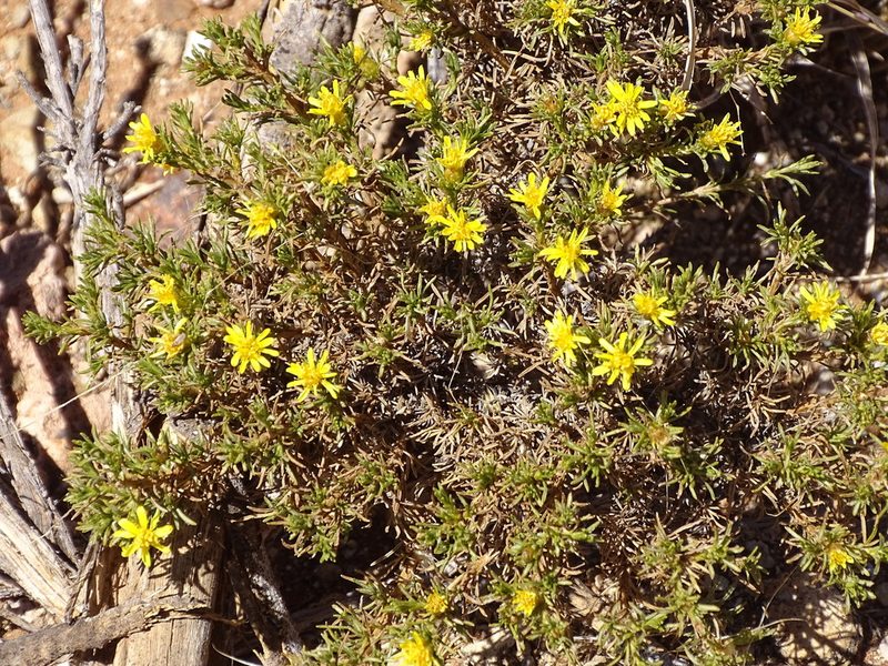 Oedera humilis, photographed by Shaun Swanepoel