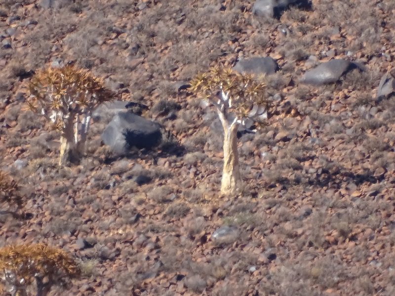 Aloidendron dichotomum, photographed by Shaun Swanepoel