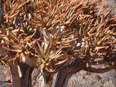 Aloidendron dichotomum, photographed by Shaun Swanepoel