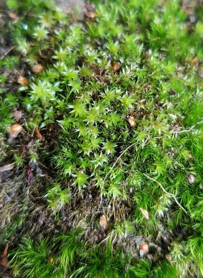 Rosulabryum rubens, photographed by Helen Waterman