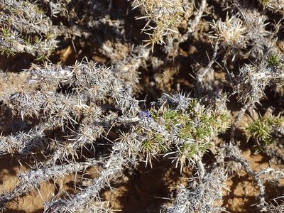 Aptosimum spinescens, photographed by Shaun Swanepoel