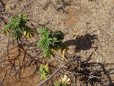 Melianthus comosus, photographed by Shaun Swanepoel