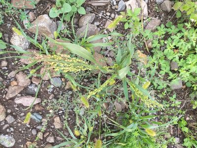 Panicum miliaceum, photographed by Dmitriy Bochkov